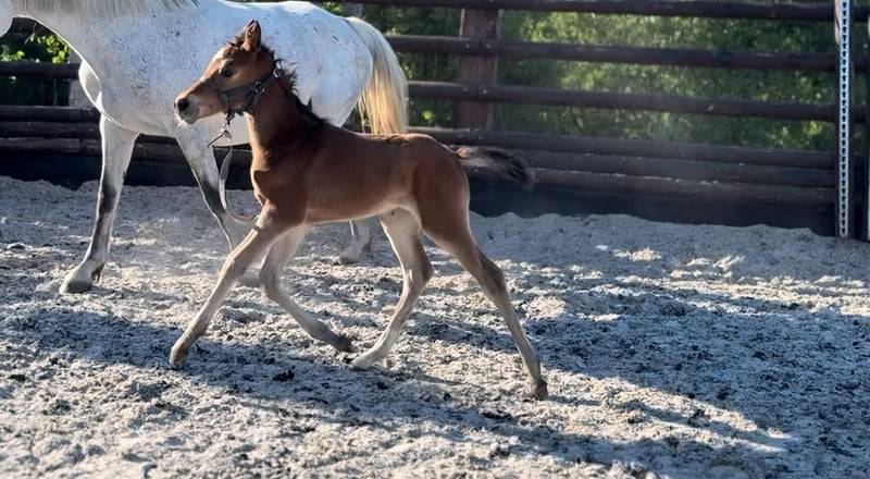 Pouliche chic 2025 – Comilfo+ x Corland, génétique 5★