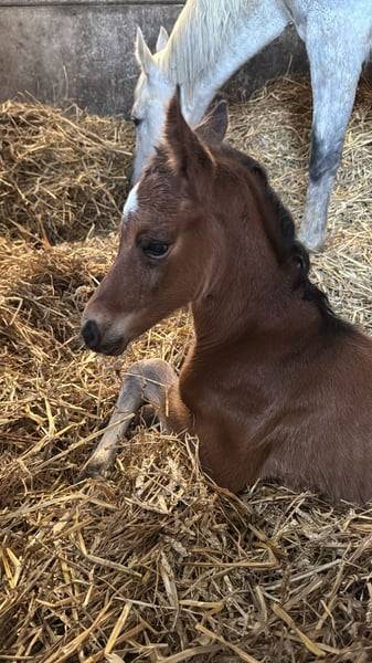 Pouliche chic 2025 – Comilfo+ x Corland, génétique 5★