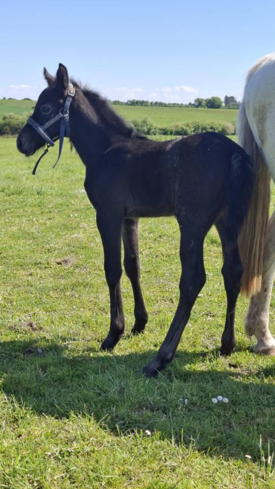Poney Foal PFS par Usandro tilia Derlenn