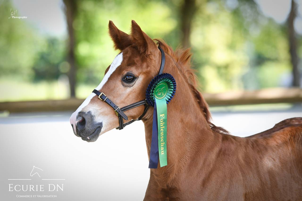 Magnifique Poulain Mâle Hanovrien Vjento x Lord Loxley 