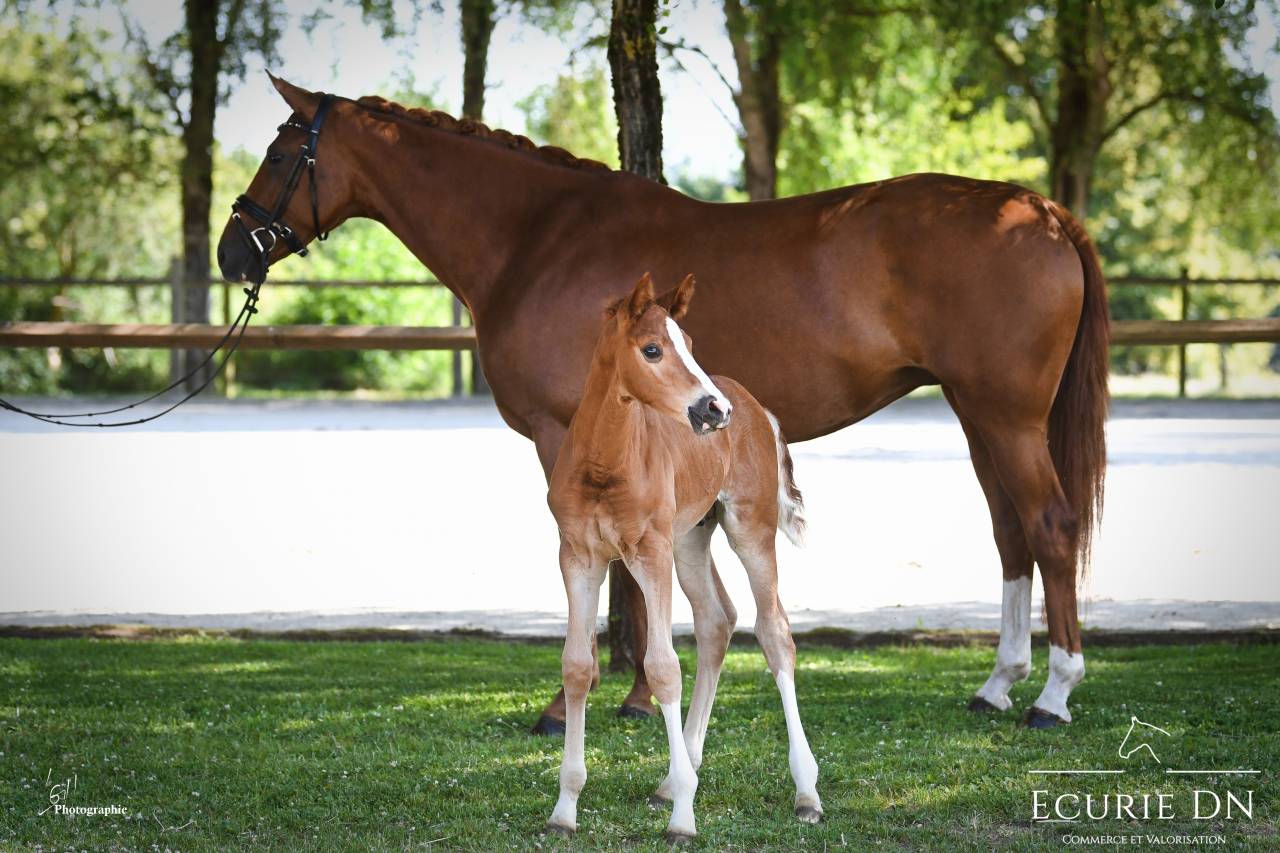 Magnifique Poulain Mâle Hanovrien Vjento x Lord Loxley 