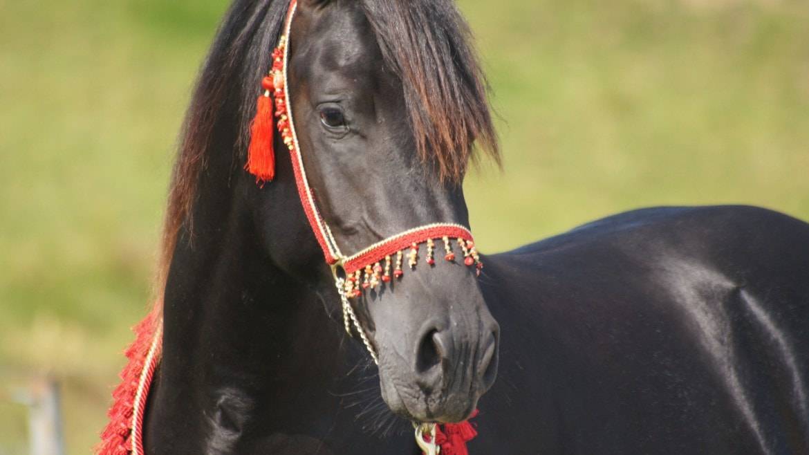 Matar Al Manzah, étalon PSA  Égyptien noir homozygote