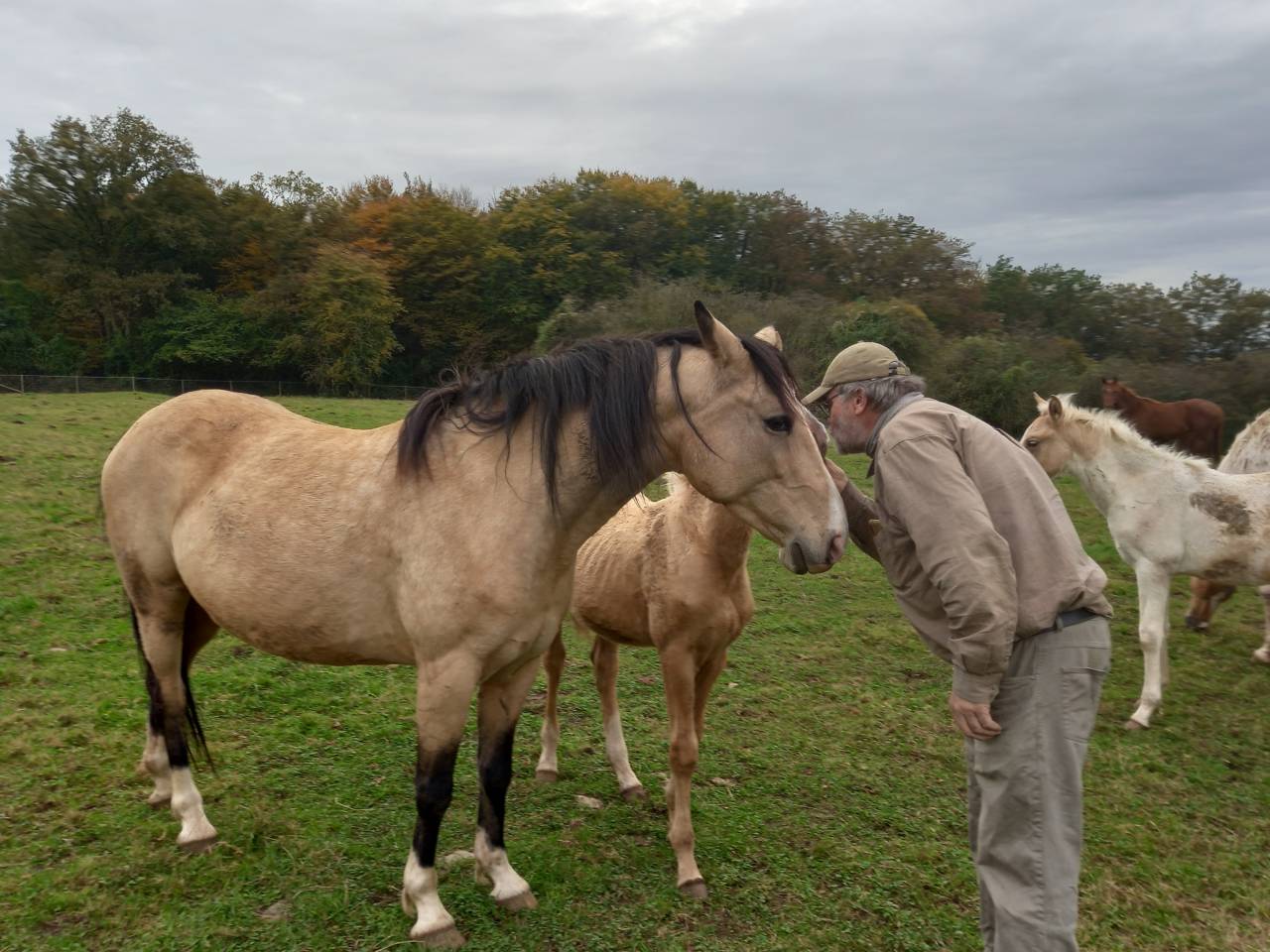 Elevage Palomino  et Arabe  BAISSE DE PRIX!!! 
