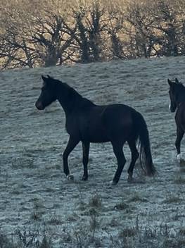 Jument KWPN 4 ans / dressage