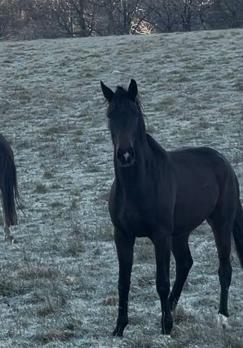 Jument KWPN 4 ans / dressage