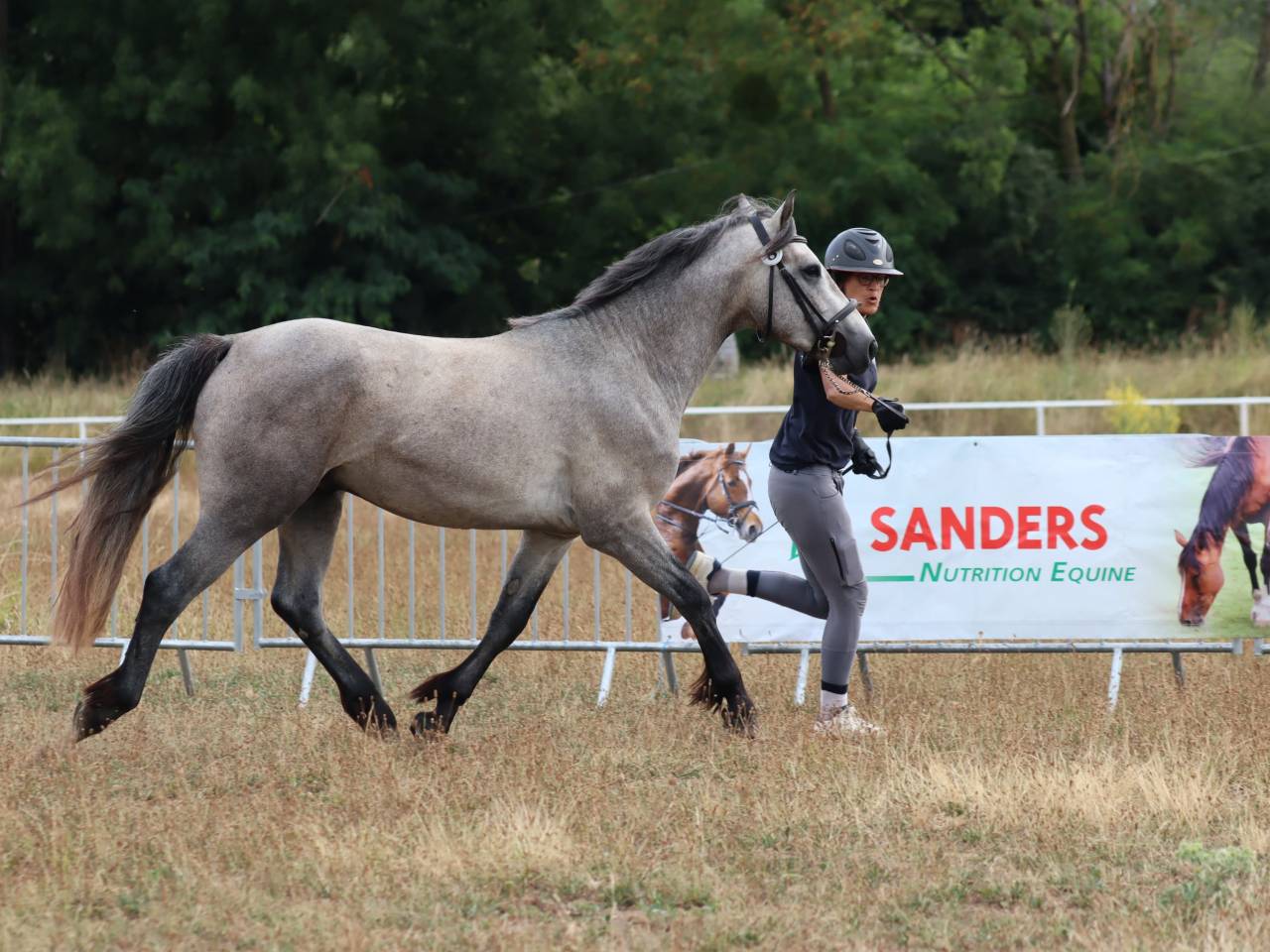 Poney Connemara Petit D 3 ans projet sport et repro