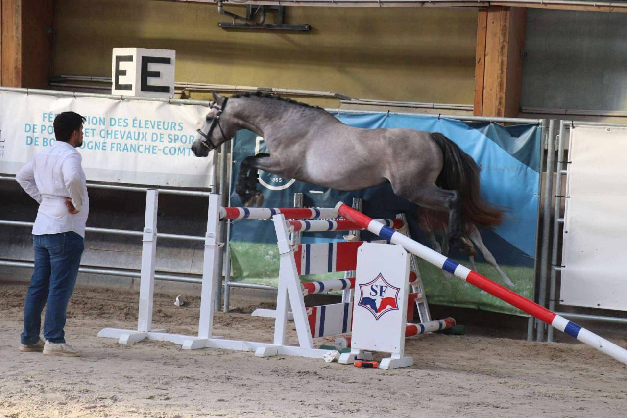 Poney Connemara Petit D 3 ans projet sport et repro