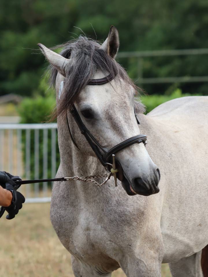 Poney Connemara Petit D 3 ans projet sport et repro