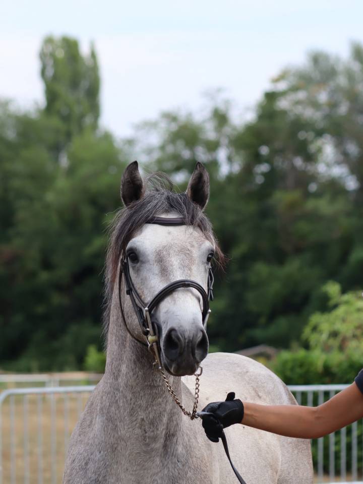Poney Connemara Petit D 3 ans projet sport et repro