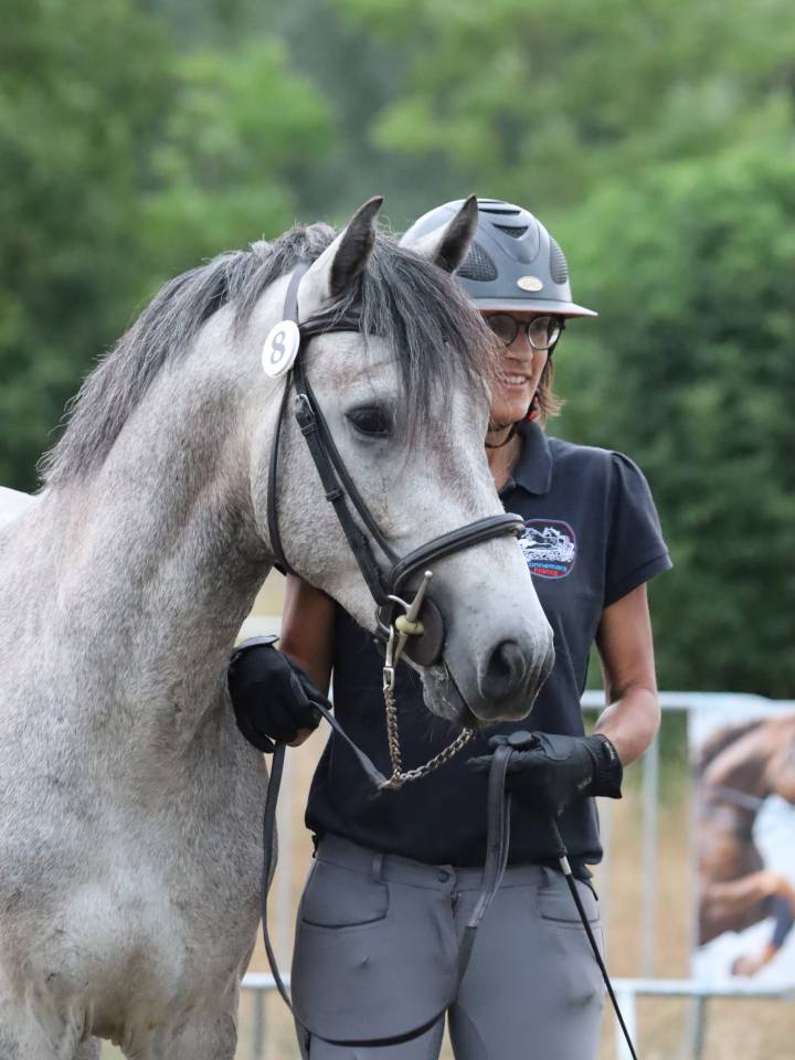 Poney Connemara Petit D 3 ans projet sport et repro