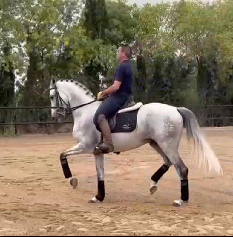 VITOREO : Un cheval facile, très avancé en dressage