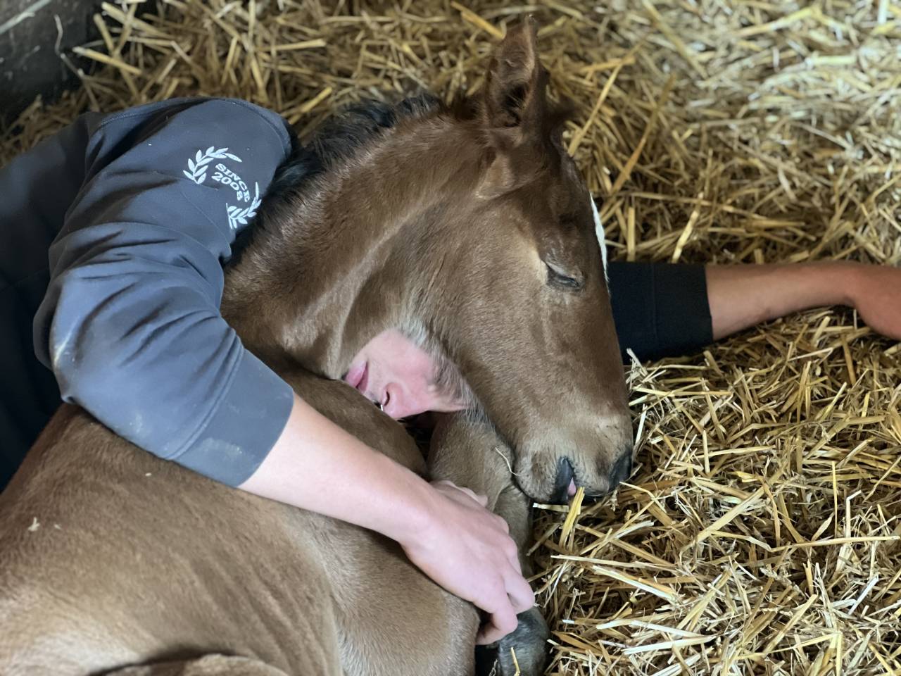 ❤️Don Quichotte , magnifique poulain lusitanien ❤️