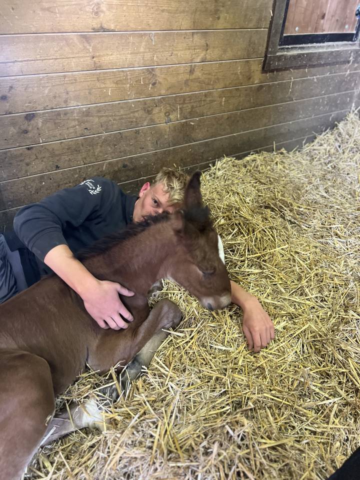 ❤️Don Quichotte , magnifique poulain lusitanien ❤️