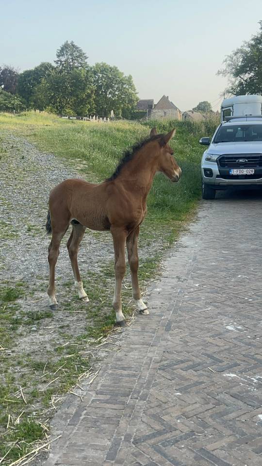 ❤️Don Quichotte , magnifique poulain lusitanien ❤️