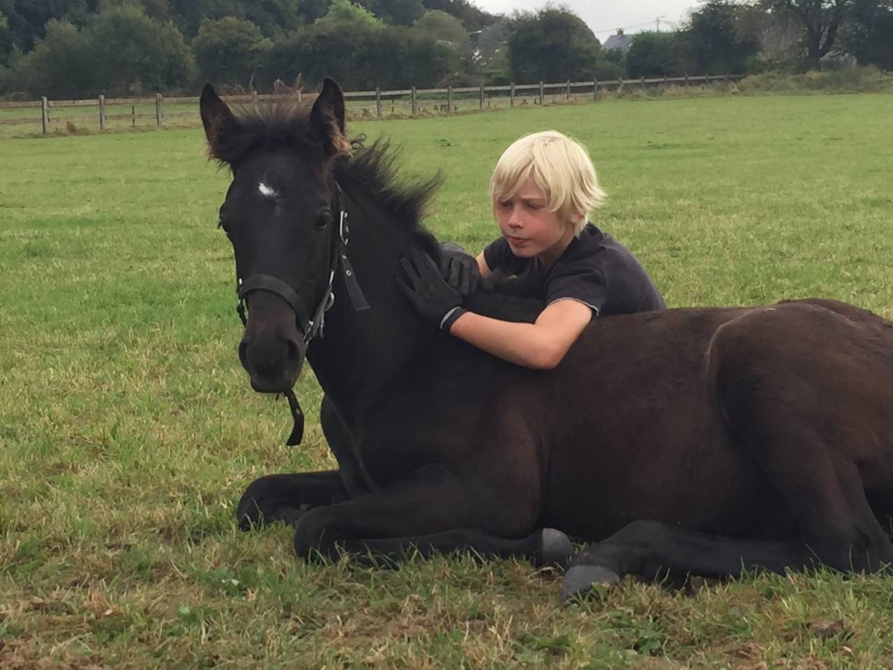 ❤️Don Quichotte , magnifique poulain lusitanien ❤️