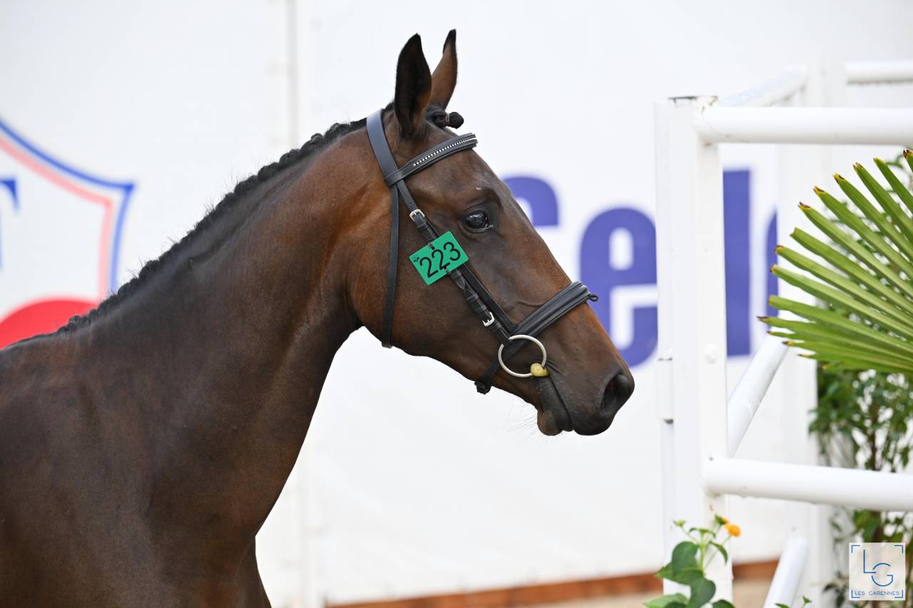 Jument Selle Français 2 ans, finaliste à Fontainebleau 