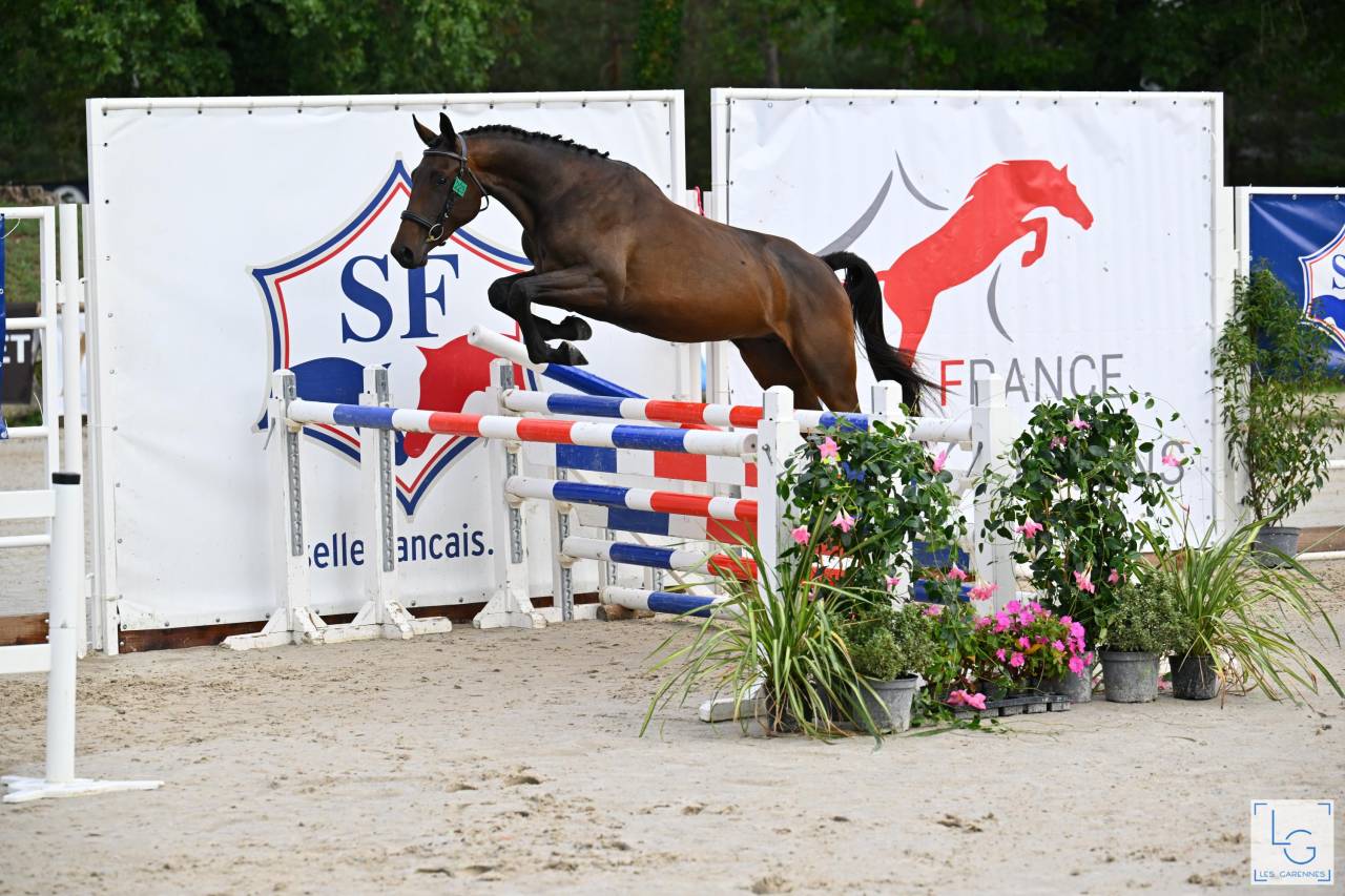Jument Selle Français 2 ans, finaliste à Fontainebleau 
