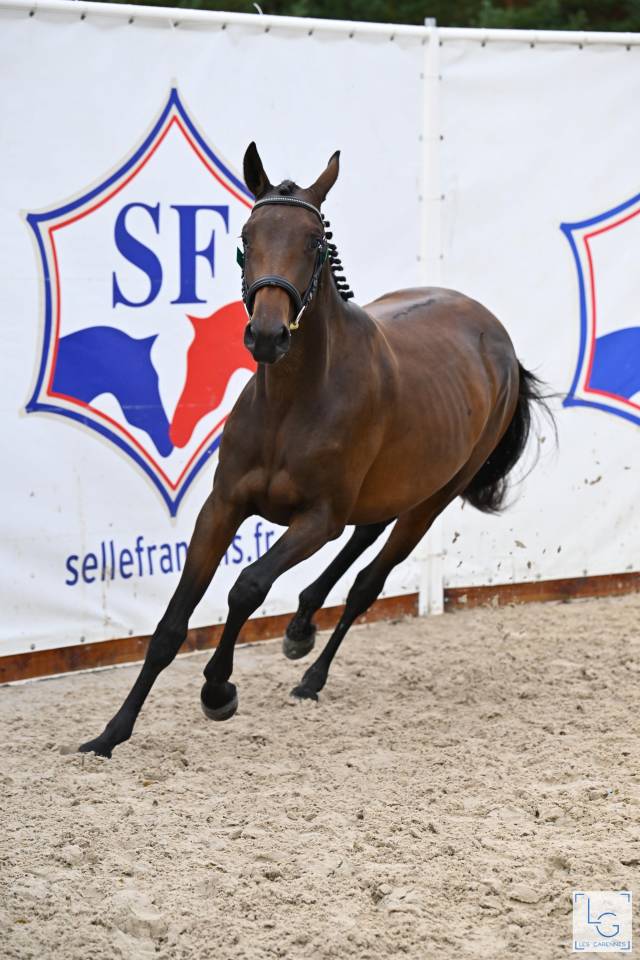 Jument Selle Français 2 ans, finaliste à Fontainebleau 