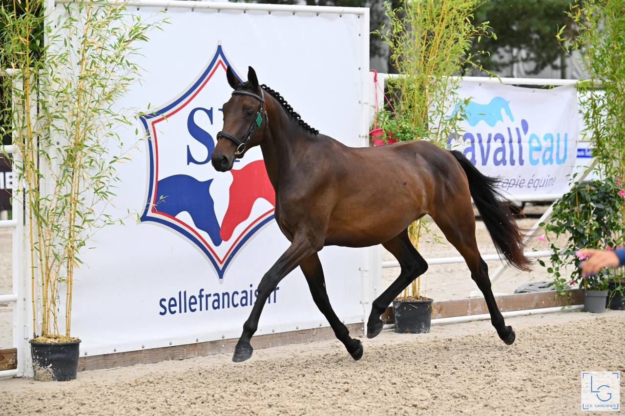 Jument Selle Français 2 ans, finaliste à Fontainebleau 