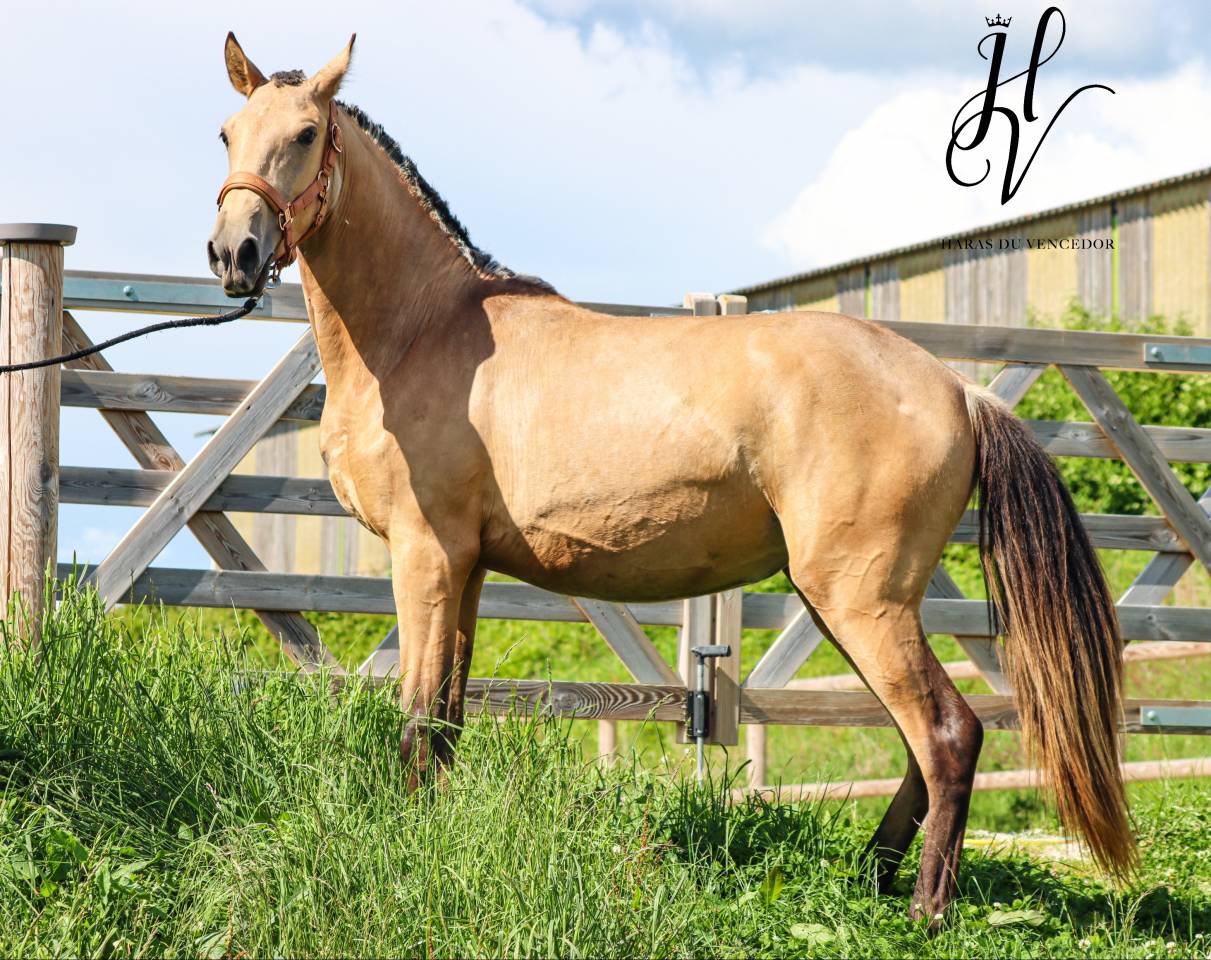 Pouliche PSL Par Miura De Cais x Esperta Sernadinha 