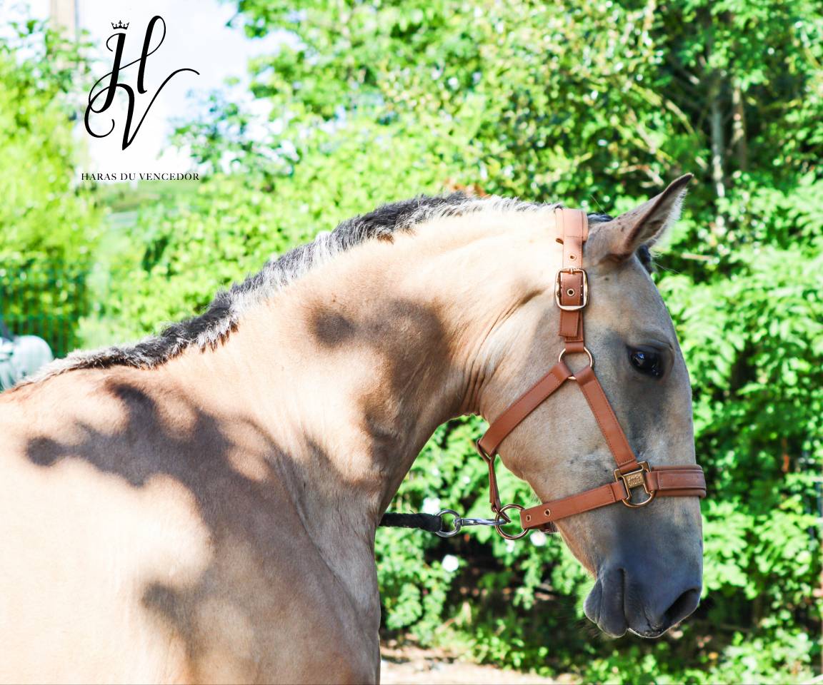 Pouliche PSL Par Miura De Cais x Esperta Sernadinha 