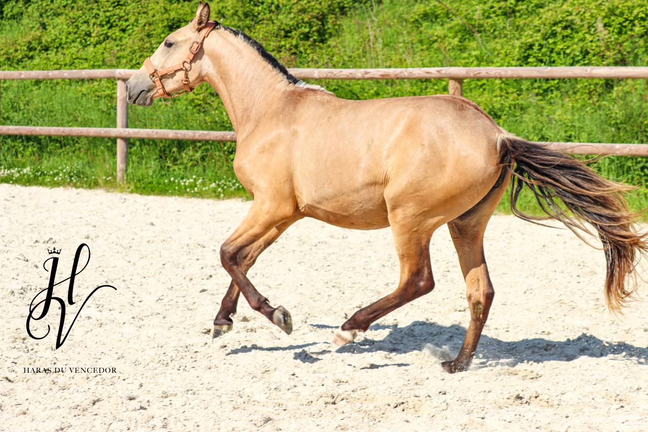 Pouliche PSL Par Miura De Cais x Esperta Sernadinha 