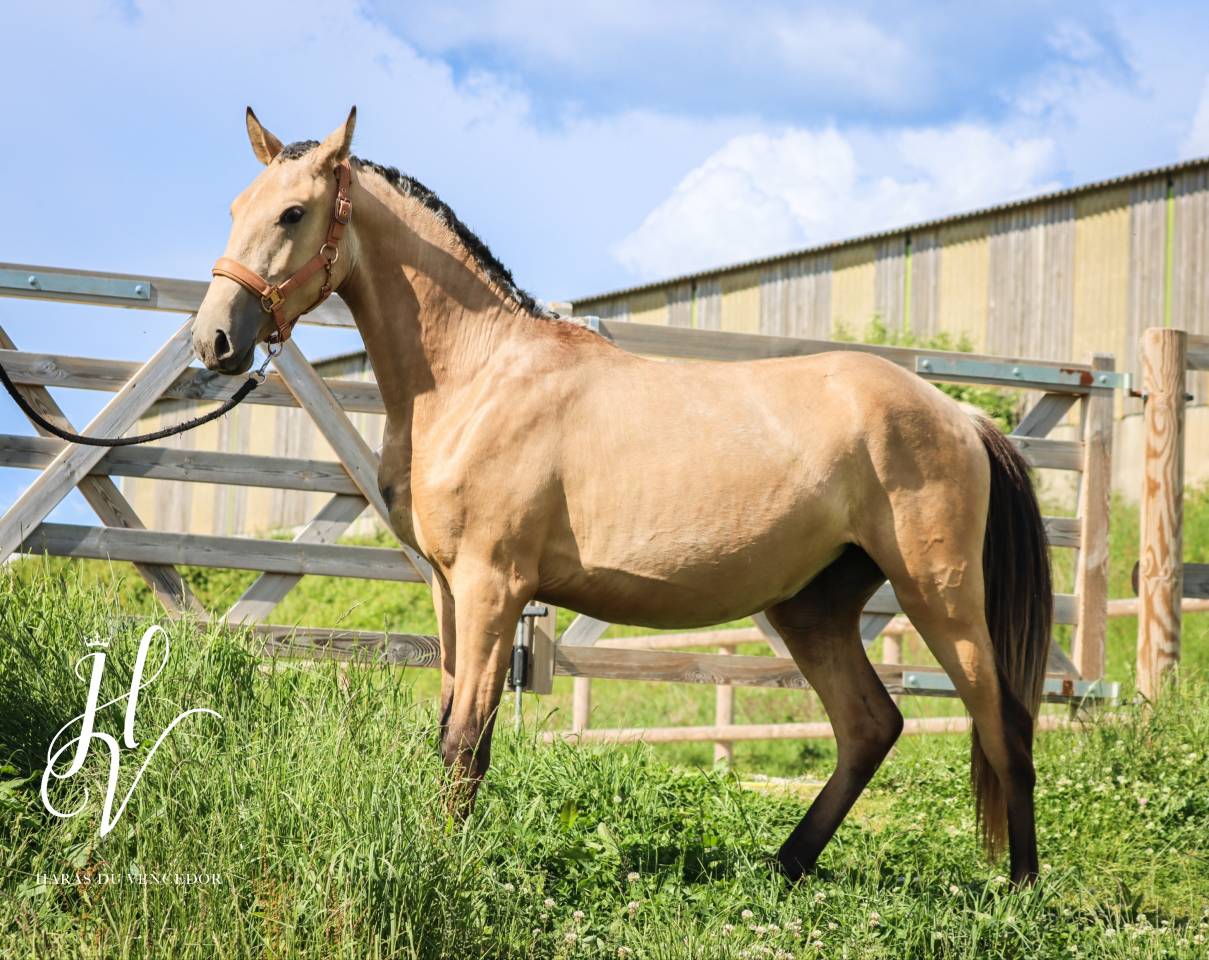 Pouliche PSL Par Miura De Cais x Esperta Sernadinha 