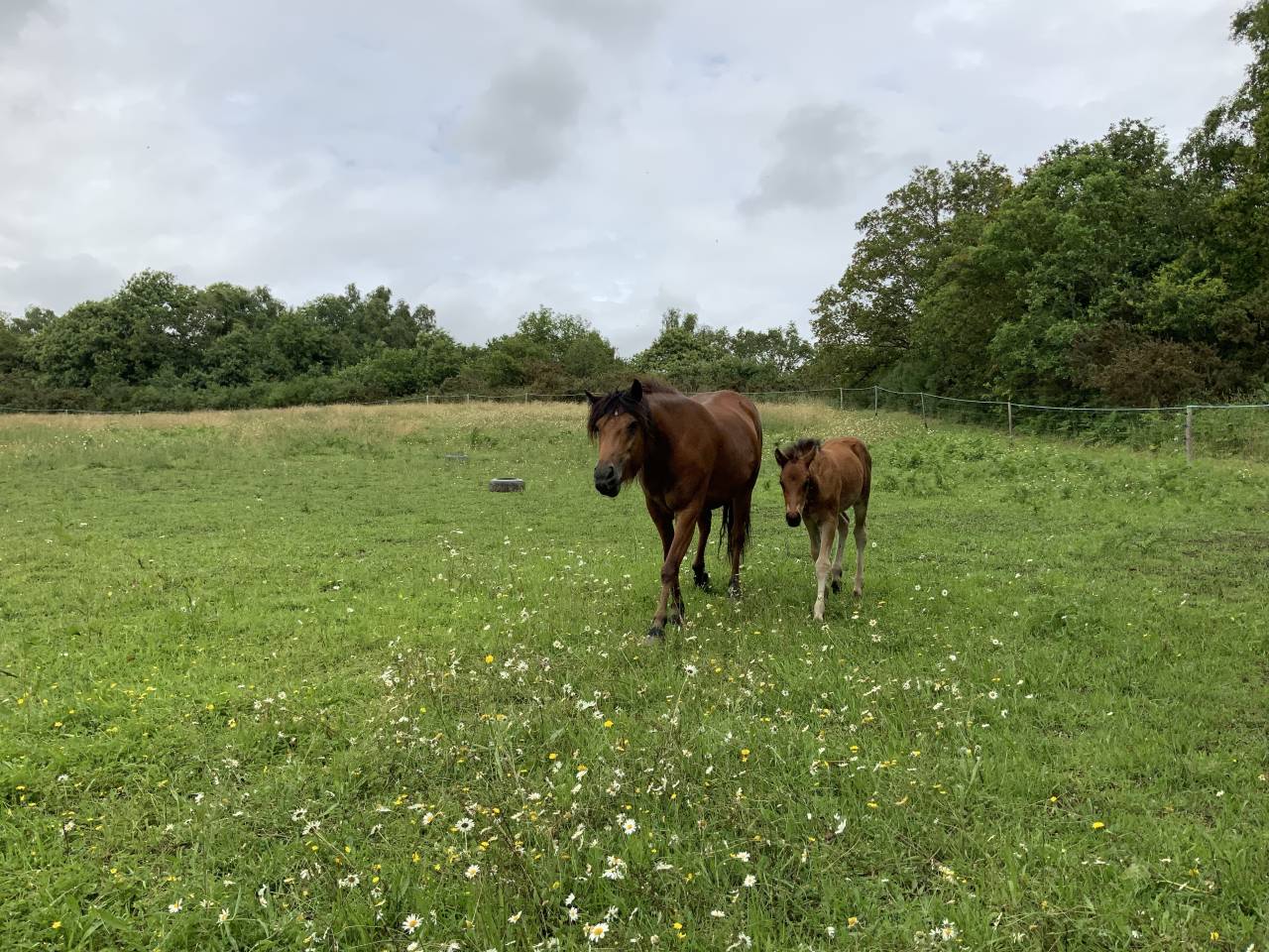  Superbe poulain Connemara Part-Bred