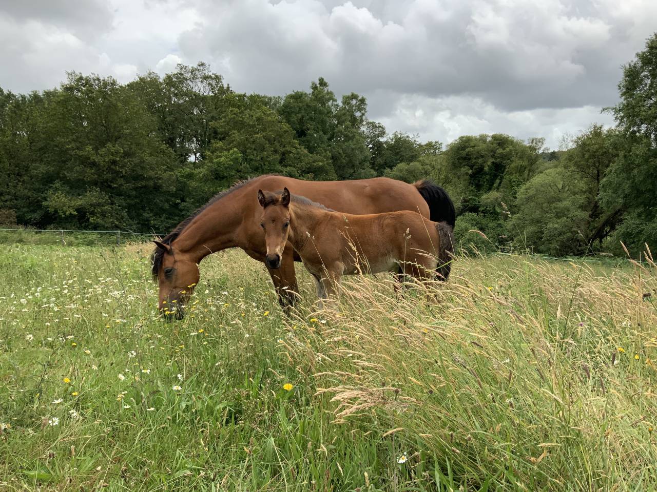  Superbe poulain Connemara Part-Bred