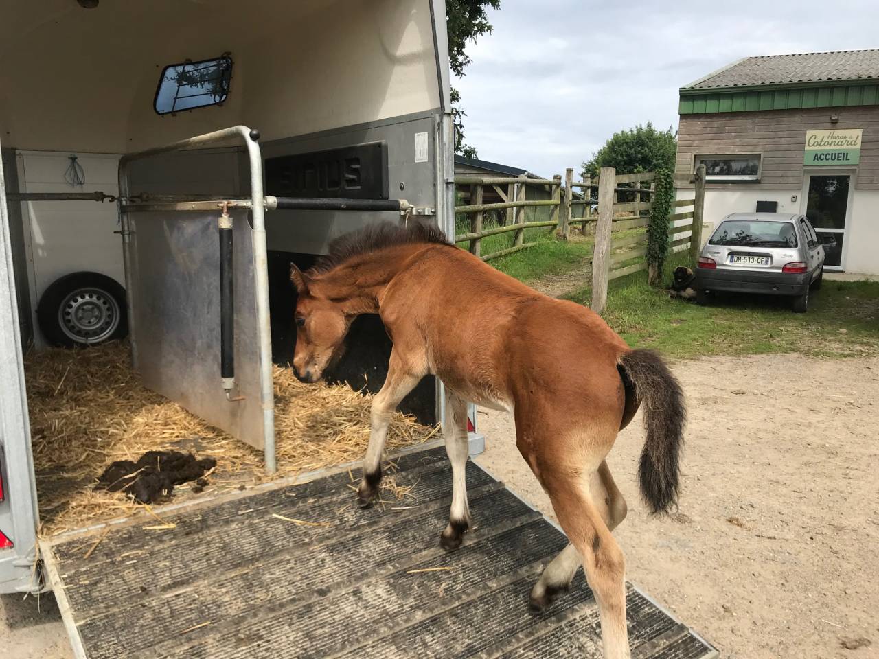  Superbe poulain Connemara Part-Bred