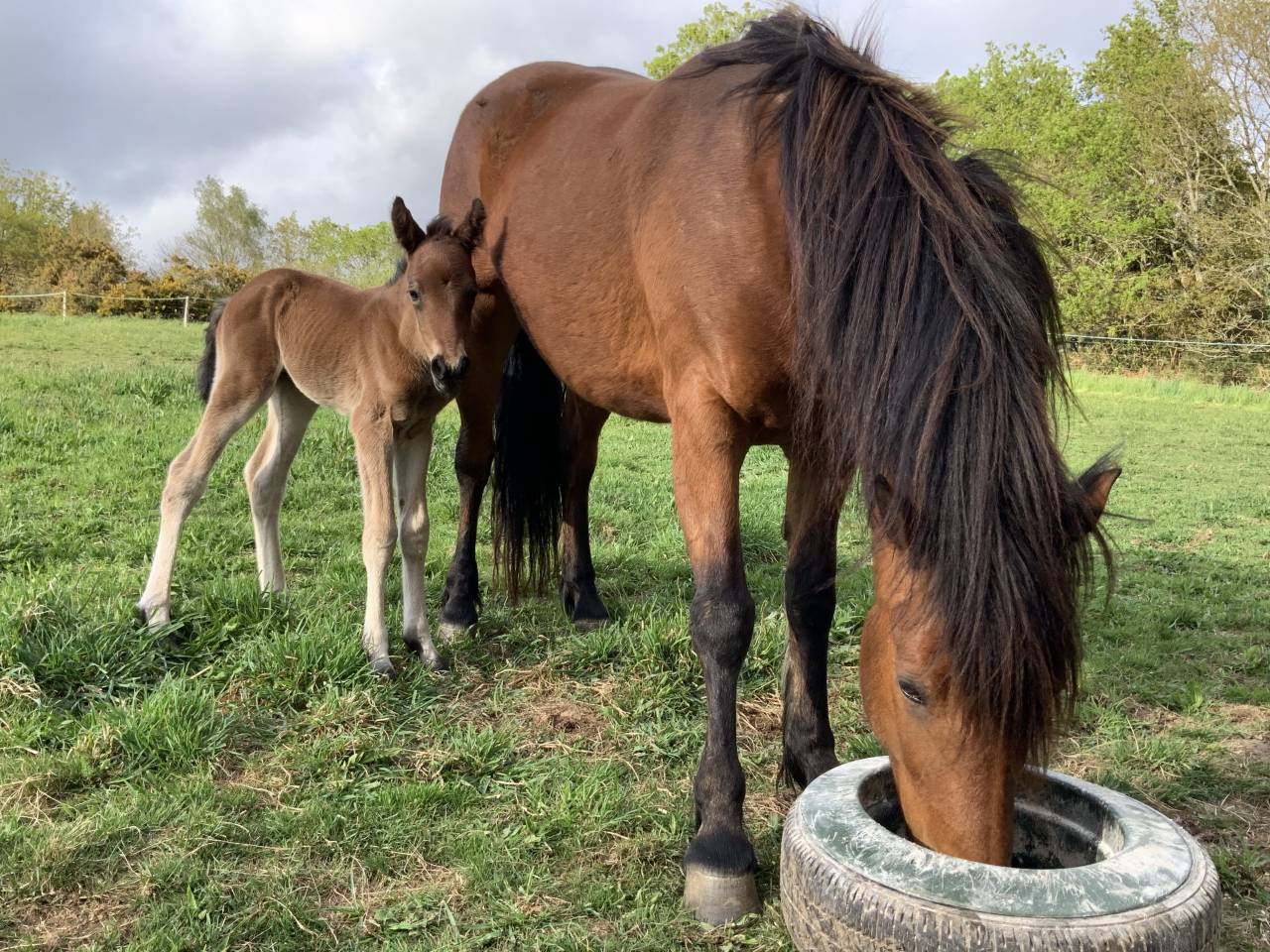  Superbe poulain Connemara Part-Bred