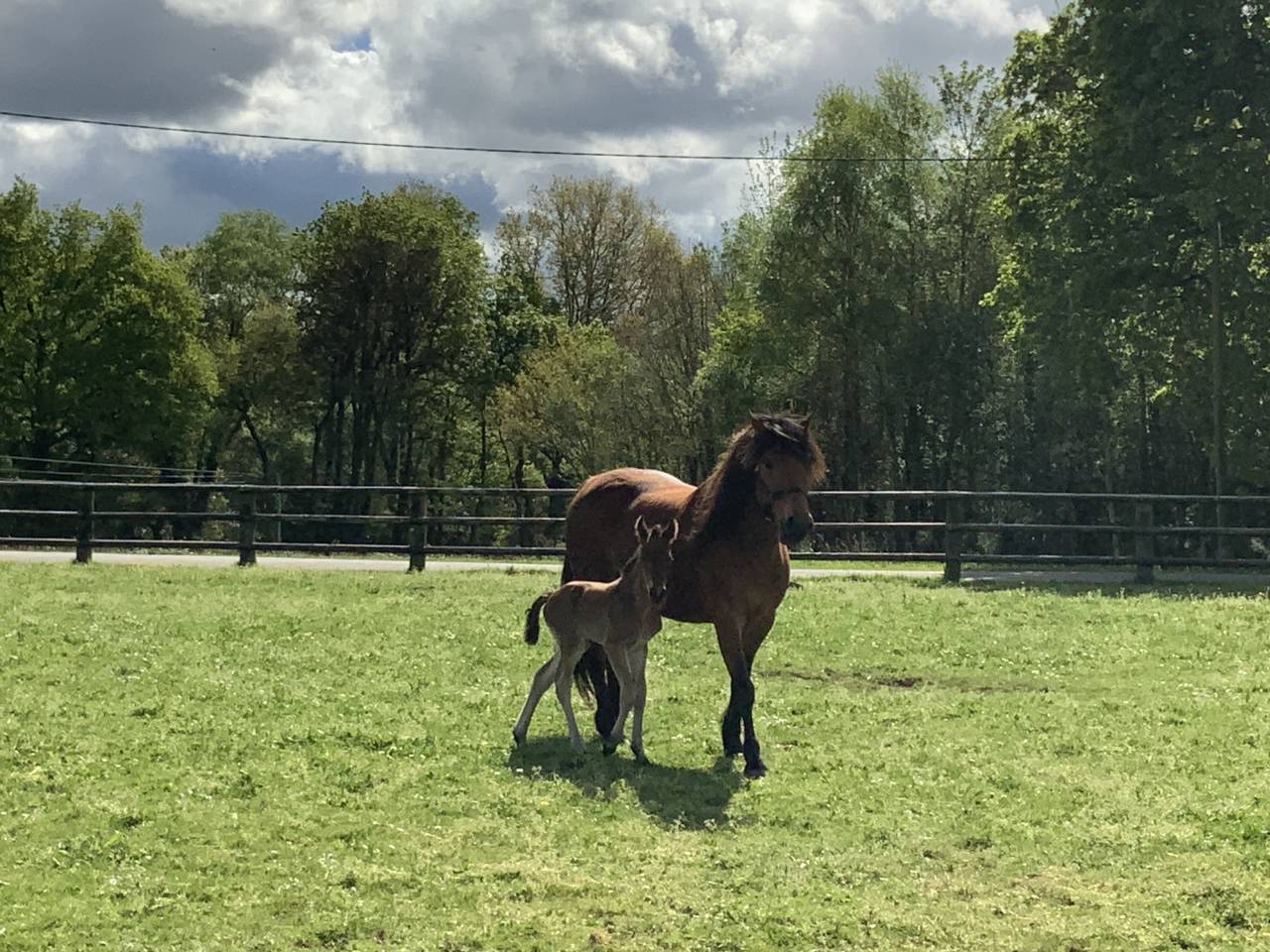  Superbe poulain Connemara Part-Bred