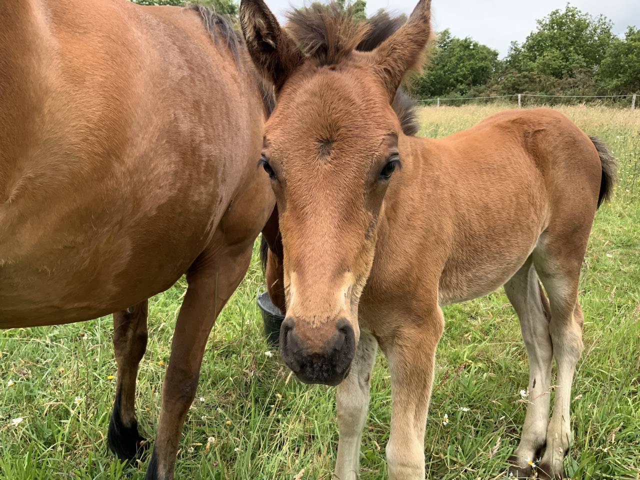  Superbe poulain Connemara Part-Bred