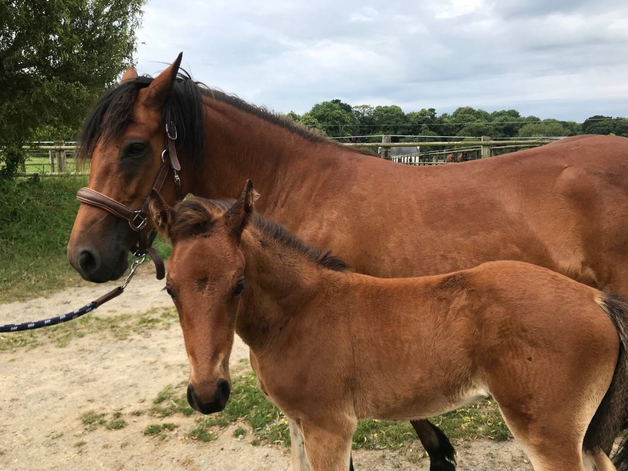  Superbe poulain Connemara Part-Bred