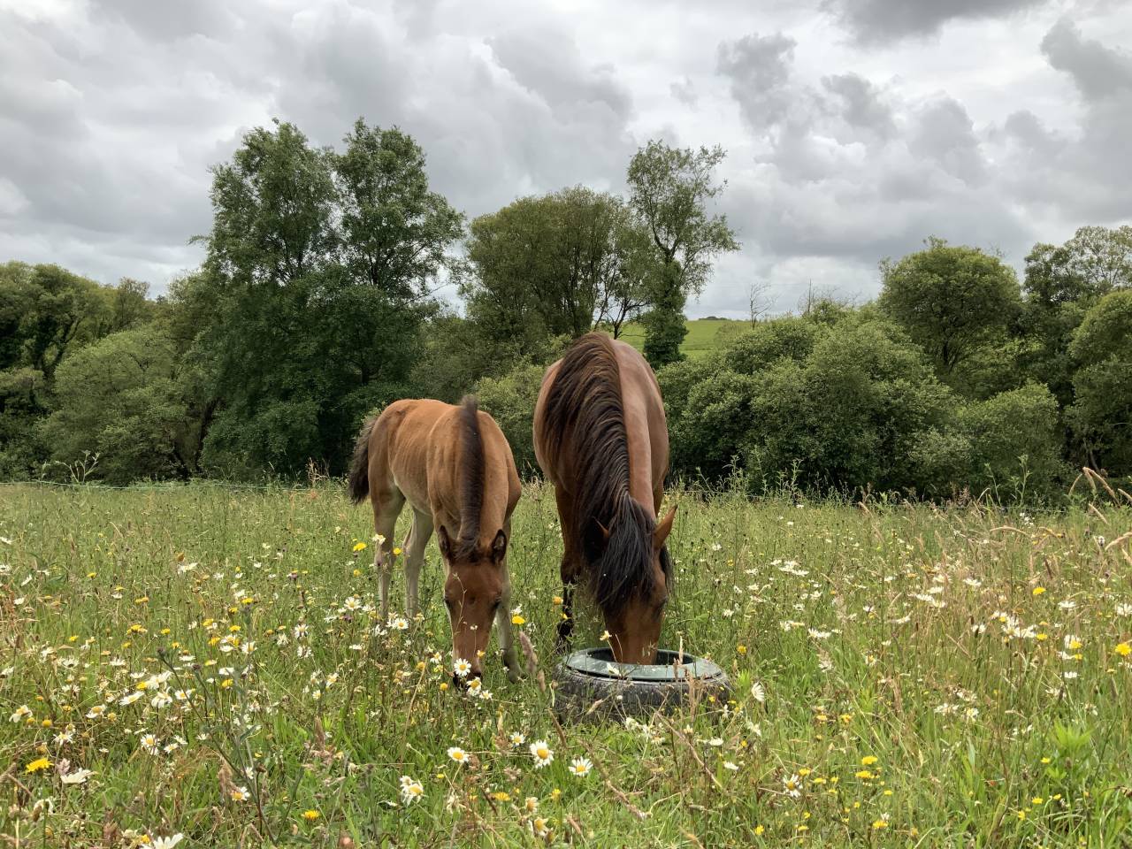  Superbe poulain Connemara Part-Bred