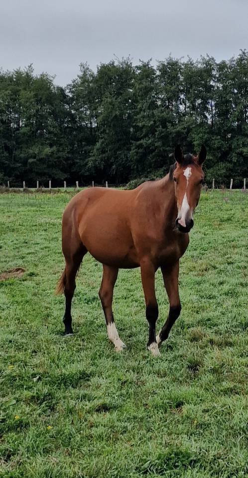 Bonne jument Selle Français de 2 ans