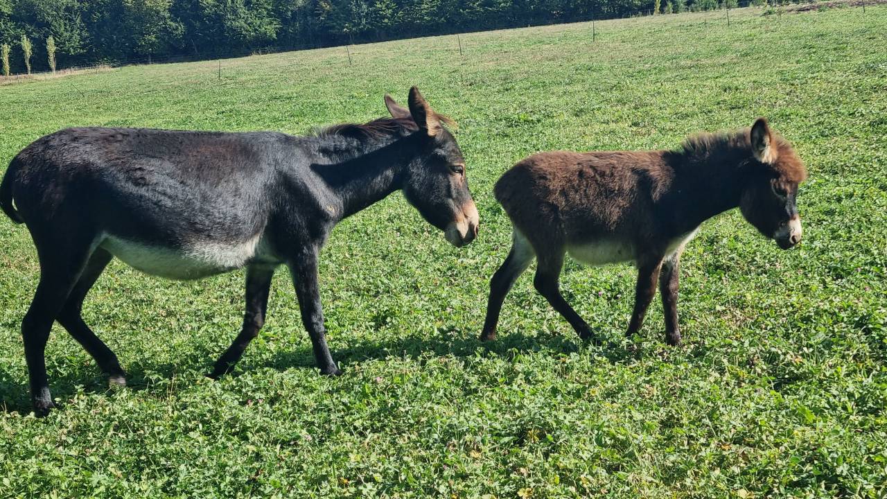 Anons de petite taille / 2025 au sevrage , dept 61