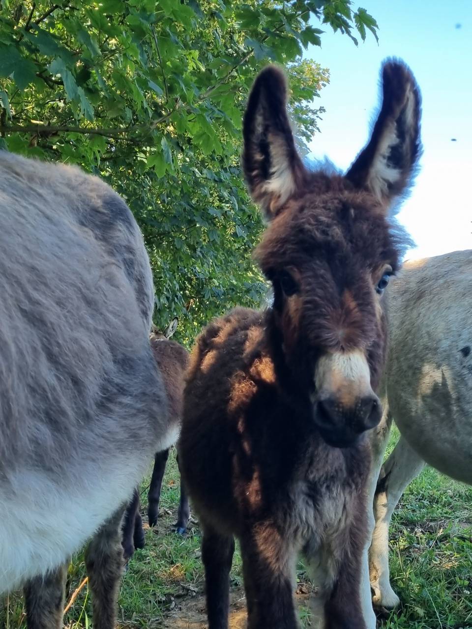 Anons de petite taille / 2025 au sevrage , dept 61