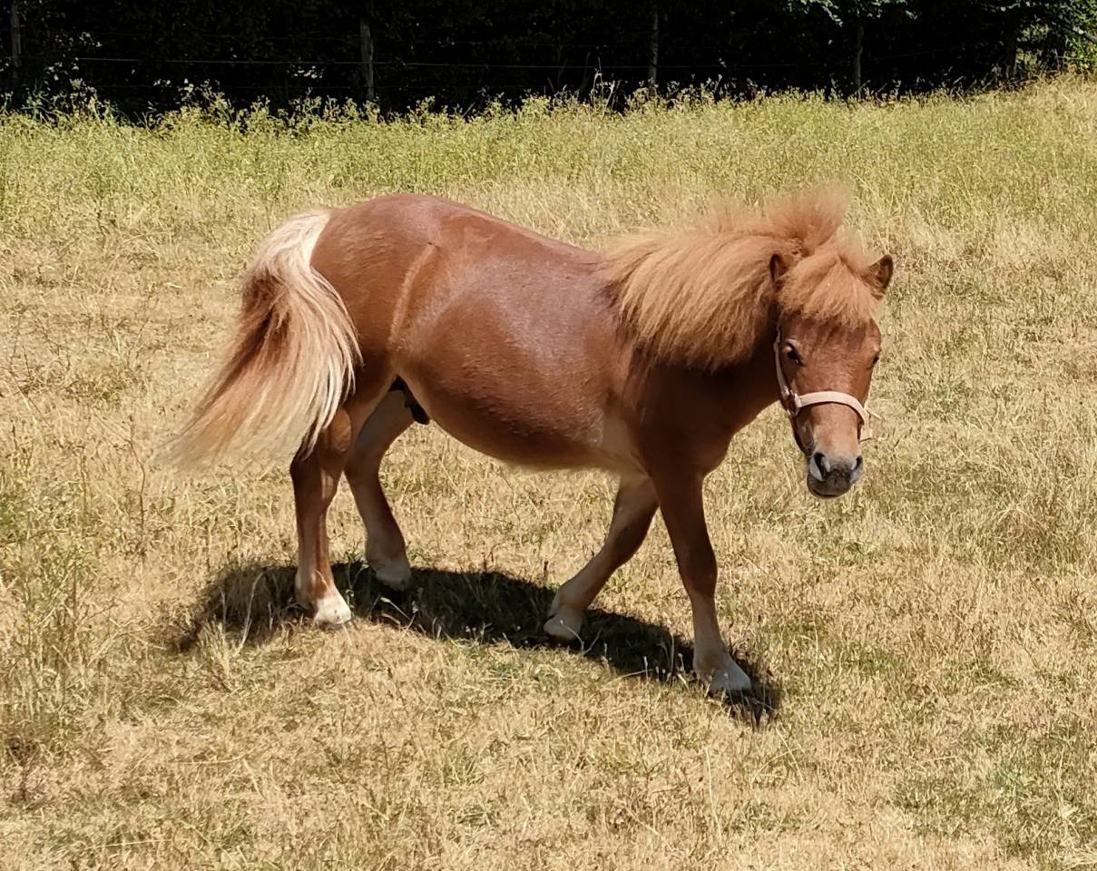 poney SHETLAND