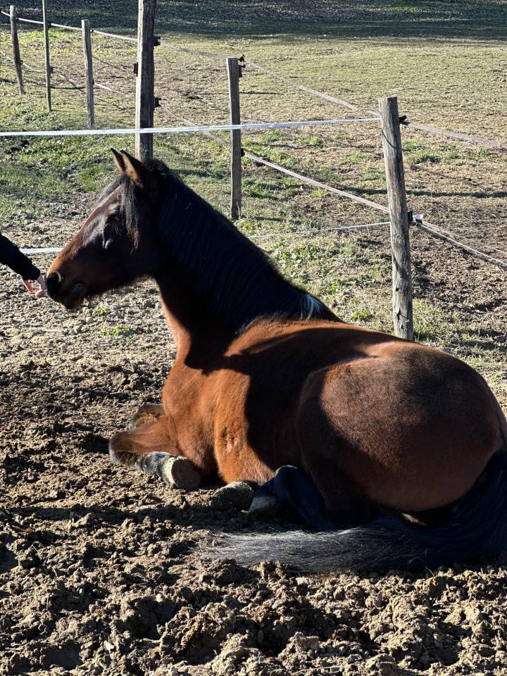 Ponette ONC 1m45 -cheval de famille par excellence
