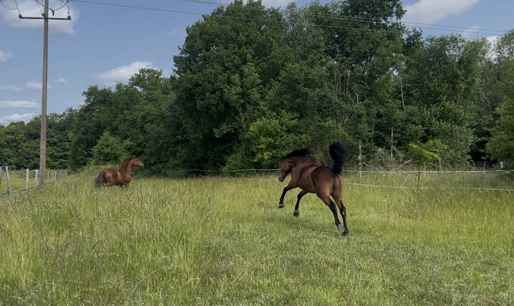 Super jument polyvalente PP