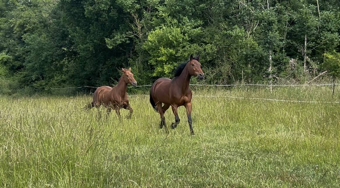 Super jument polyvalente PP