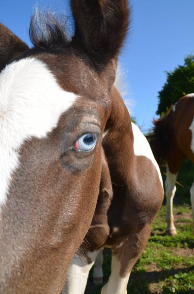 Poulain Tobiano noir