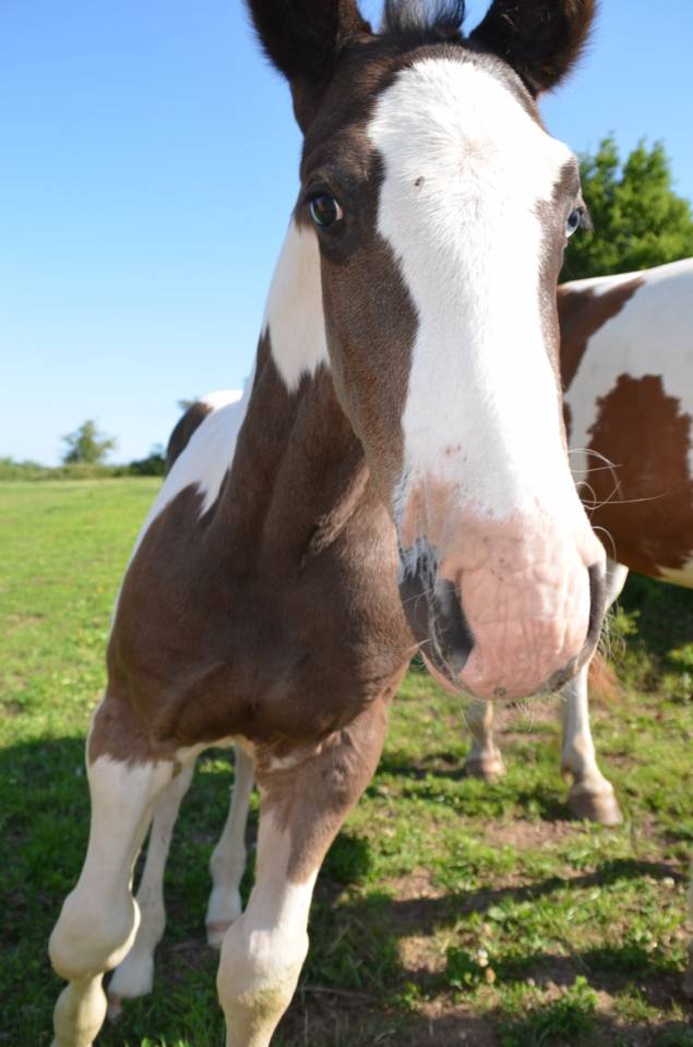 Poulain Tobiano noir