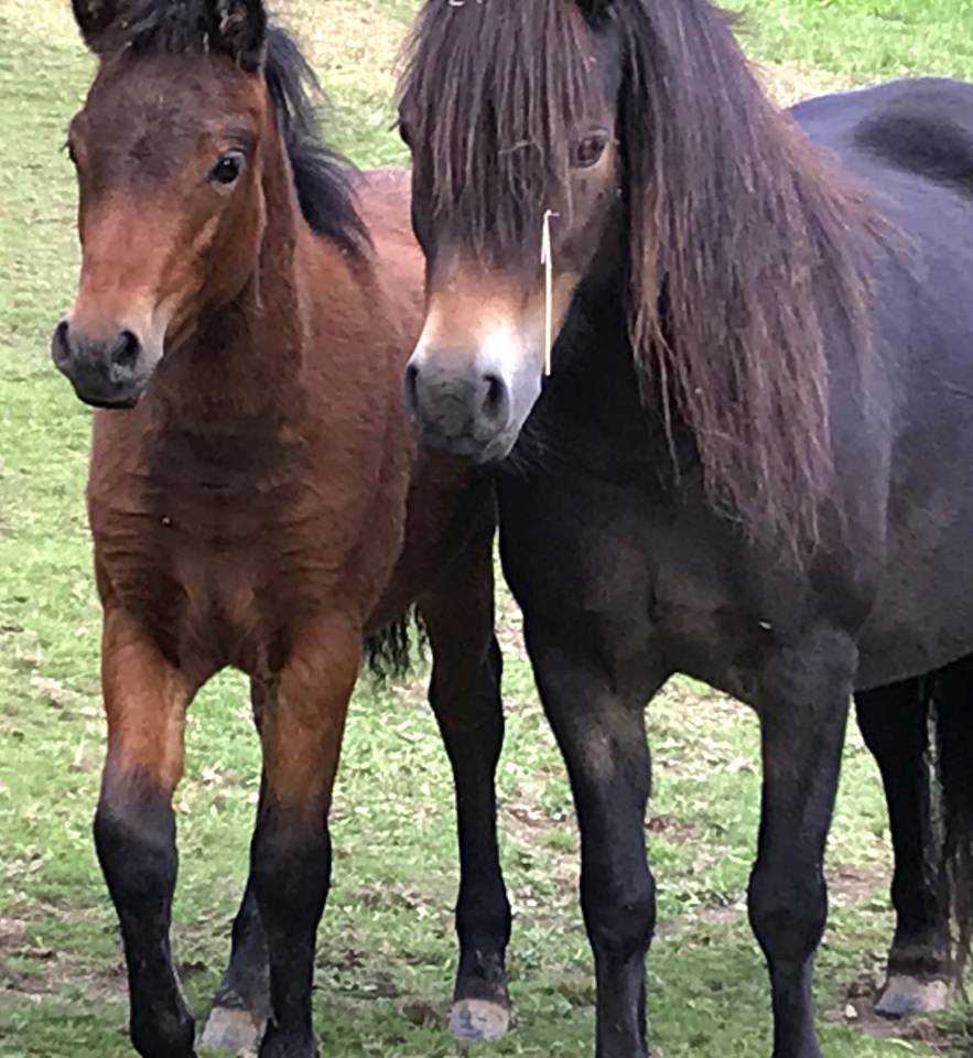 Poulain Dartmoor 2024