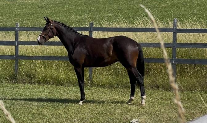  Un très beau deux ans