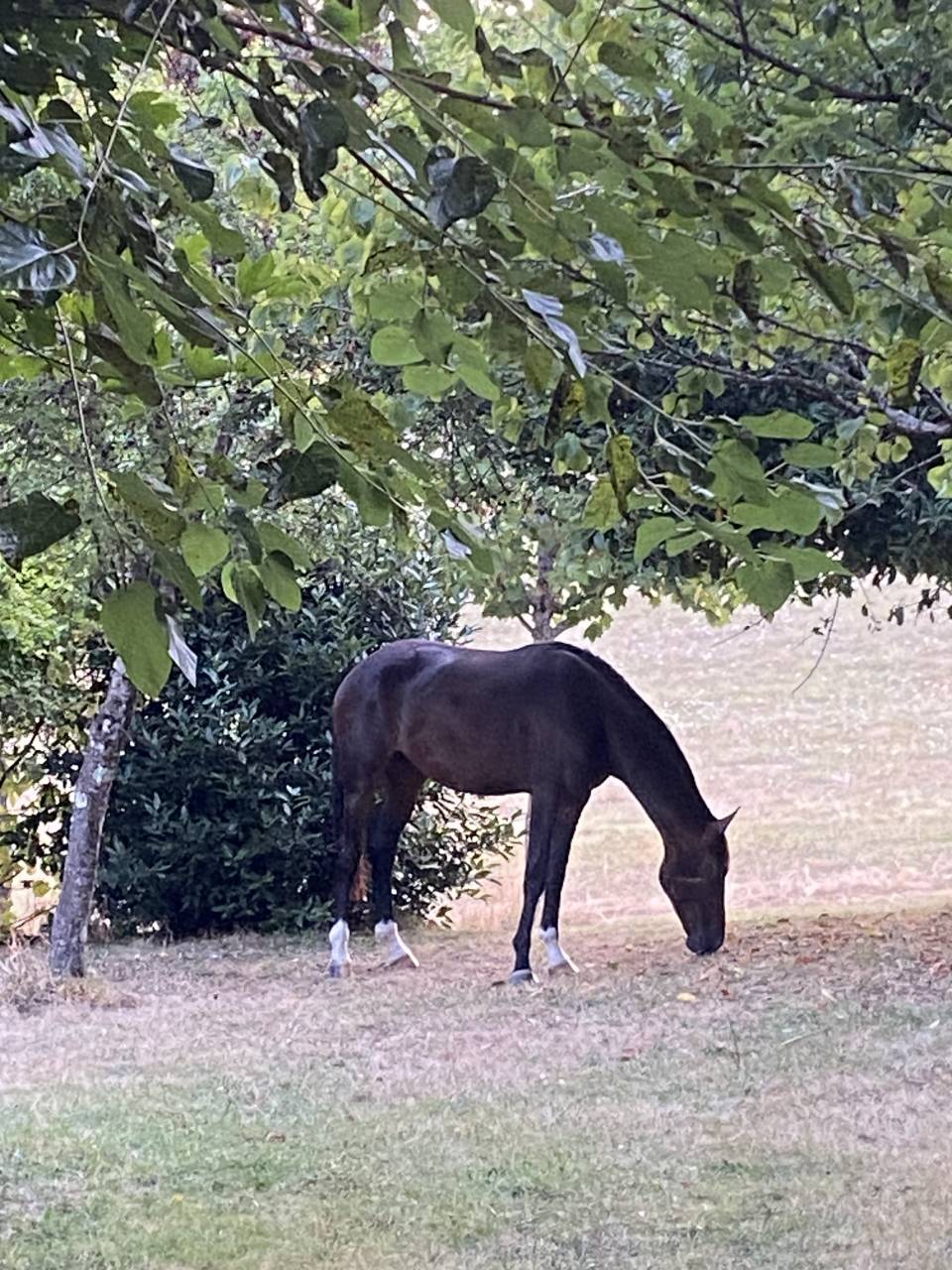 Une promesse KWPN 2 ans