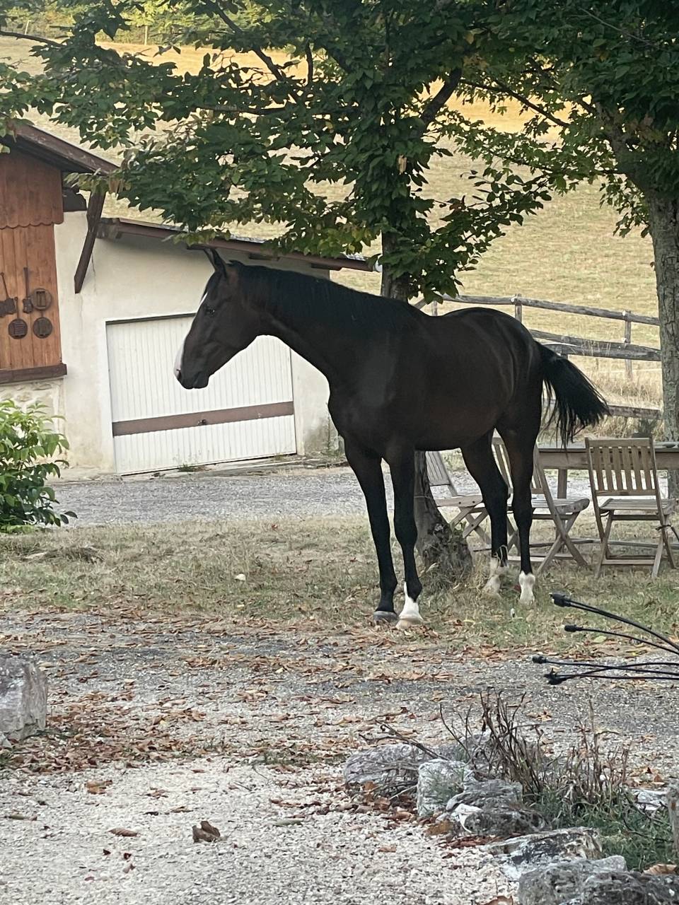 Une promesse KWPN 2 ans