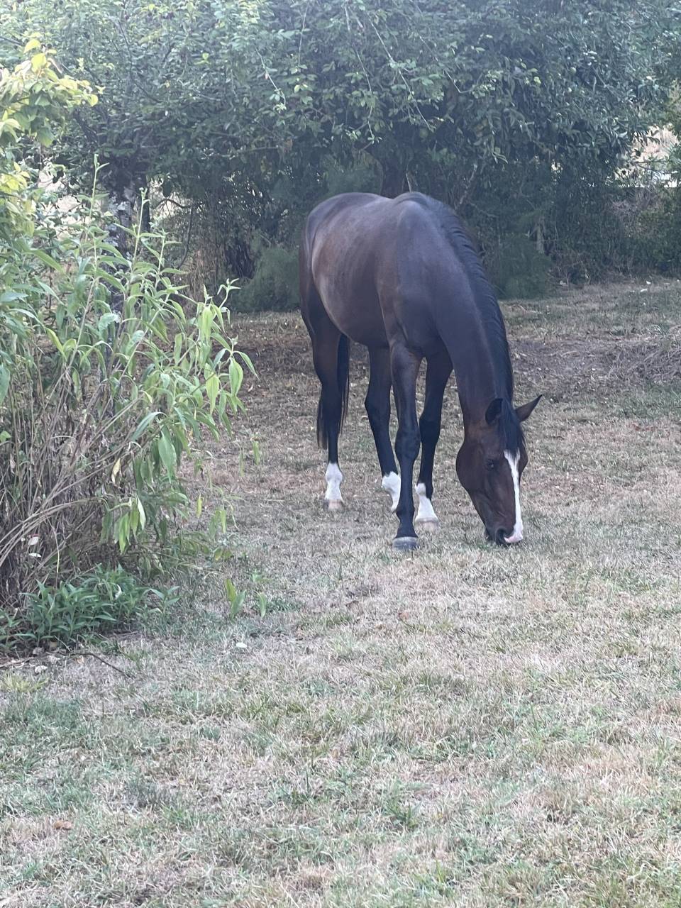 Une promesse KWPN 2 ans