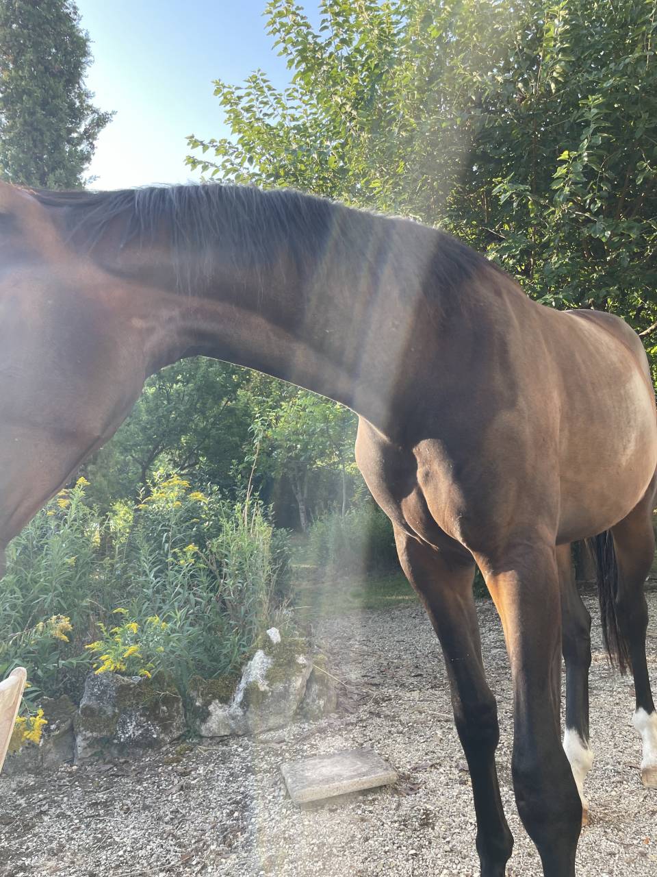 Une promesse KWPN 2 ans